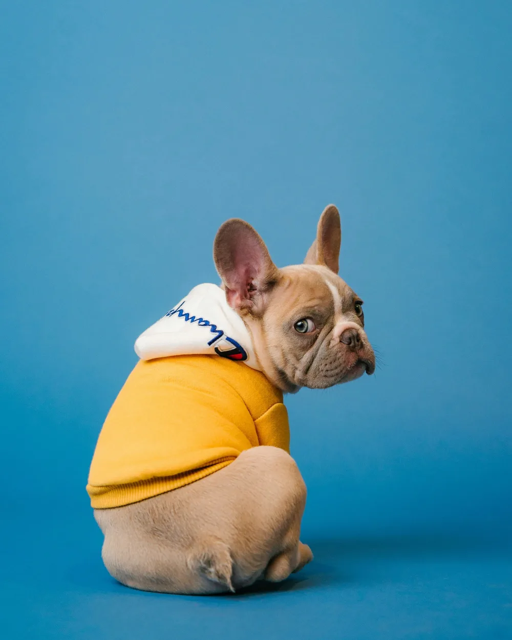 Dog prepared for safe long-distance pet relocation